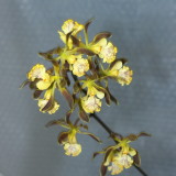 Encyclia alata