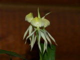 Encyclia cochleata #1 v alba