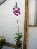 Epi-Bardendrum Nanboh pixy plant