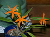 Laelia harpophylla #2