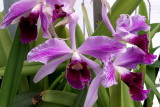 Laelia purpurata #11 flamea X striata