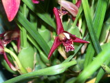 Maxillaria tenuifolia cocnut smell