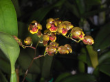 Oncidium (Baptistonia) lietzii(similar to silvanum)