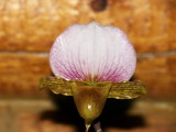 Paphiopedilum charlesworthii