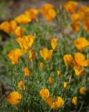 Zanjero Park : Desert Golden Poppies