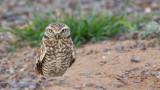 Zanjero Park : Burrowing Owl