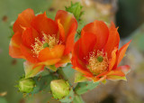 Prickly Pear in Bloom : Veterans Oasis