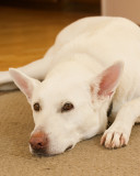 Holly : White German Shepherd