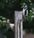 Mother + Fledgling Sp woodpecker - a_DSC_8123.jpg