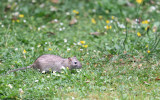 Rattus Norvegicus-1_DSC_8252_01.jpg