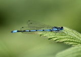 Ham Wall Damselfly-1_DSC_1604.jpg