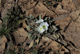 BORREGO DESERT