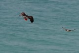OSPREYS