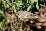 BIRDS IN SAN DIEGO COUNTY