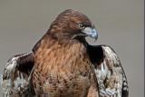 RAPTORS