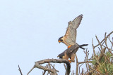 PEREGRINE FALCONS
