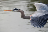 HERONS AND EGRETS
