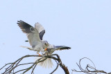 WHITE-TAILED KITES