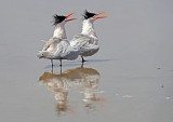 TERNS