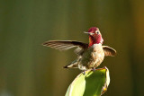 HUMMING BIRDS
