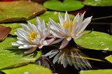 WATERLILIES AND LOTUS