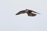 PEREGRINE FALCONS