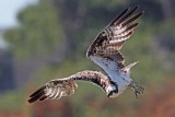 OSPREYS