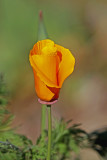 SAN DIEGO BOTANIC GARDEN