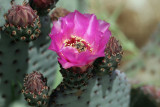 BORREGO DESERT