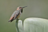 HUMMING BIRDS