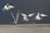 TERNS