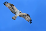 OSPREYS