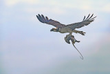 OSPREYS