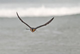 PEREGRINE FALCONS