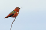 HUMMING BIRDS