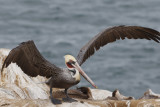 PELICANS