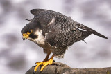 PEREGRINE FALCONS