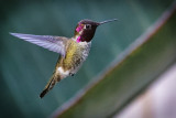 HUMMING BIRDS