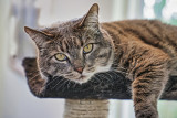 ANIMAL PORTRAITS