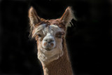 ANIMAL PORTRAITS