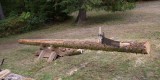 25 long log
