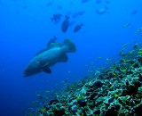 Grouper Snapper point 2005.jpg
