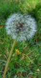 Flora
