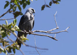 Mississippi Kites