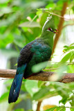 Family Musophagidae:( turacos and allies )
