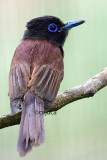 Japanese Paradise Flycatcher (Terpsiphone atrocauda)
