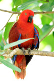  red lory (Eos bornea)