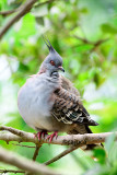 Singapore Jurong Bird Park