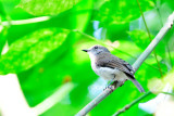 Mangrove Whistler (Pachycephala cinerea)