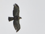 Rufous-bellied Eagle (Hieraaetus kienerii)